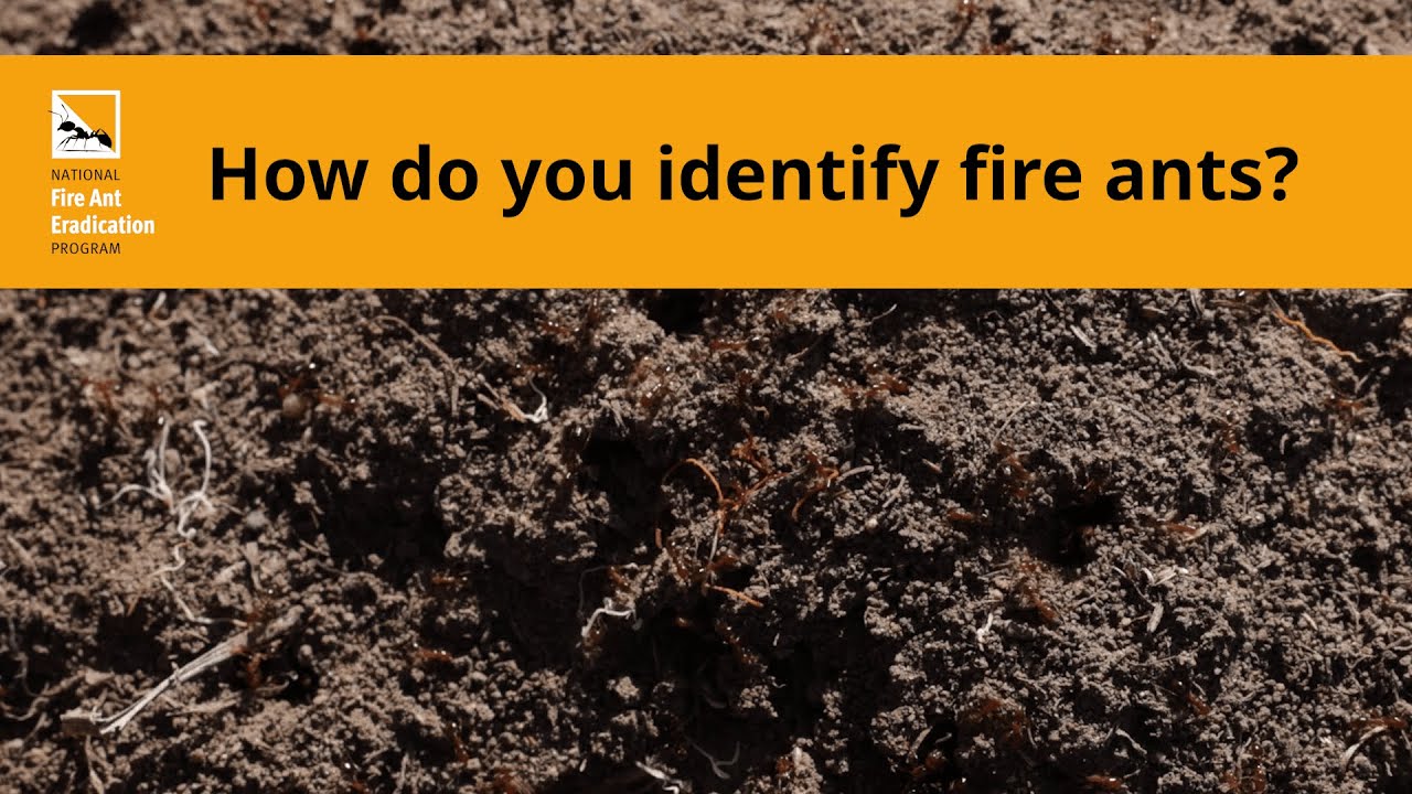 Identifying fire ants