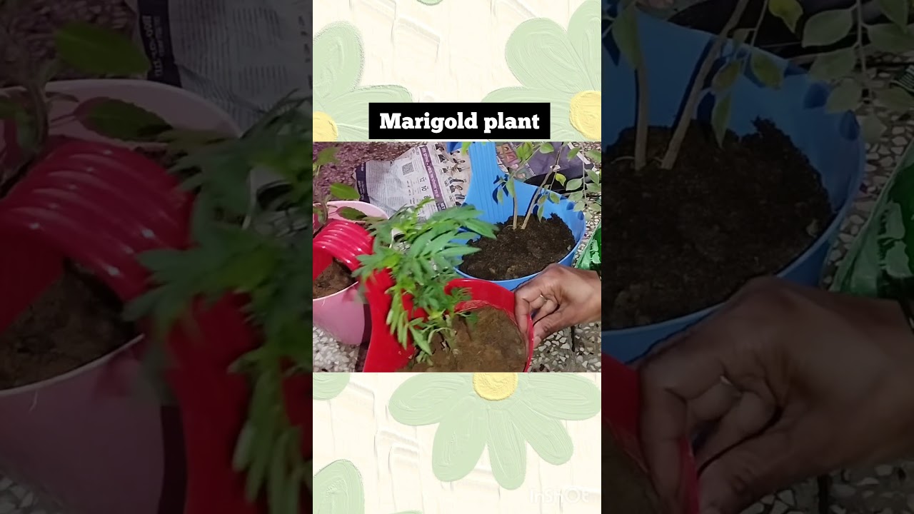 Marigold, Tulsi, Aprajita☘️🌿🪴Plant Care | Greenery at Home 