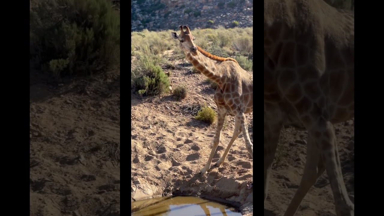 Giraffe behaviour