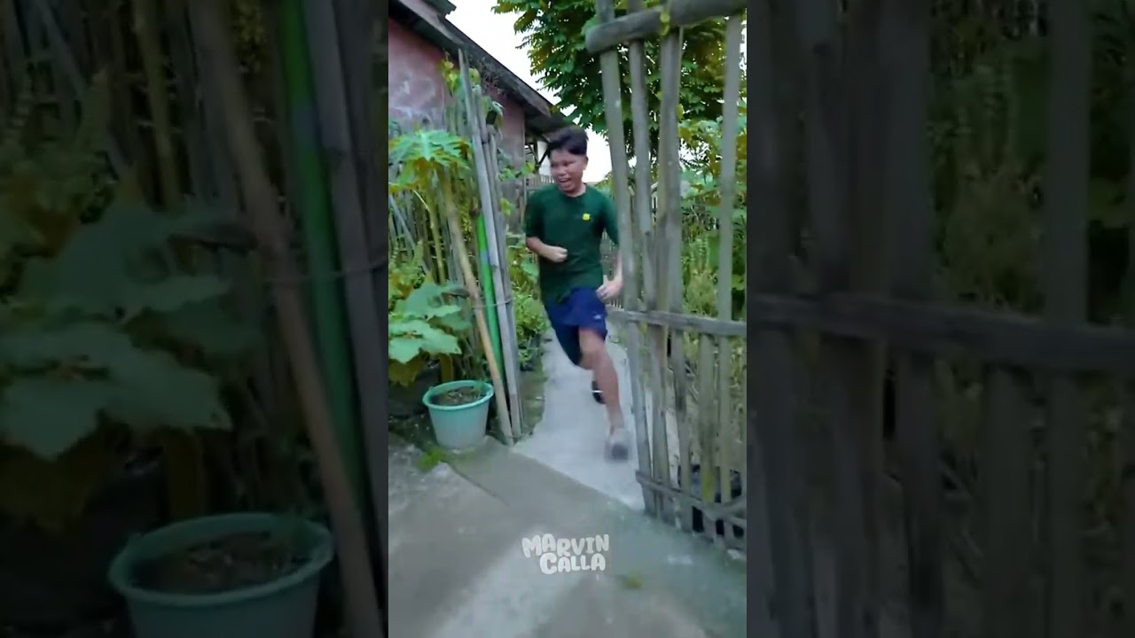 ada geboy si ayam galak 😂😂 #ayam #lucu #prank #ngakak #marvincalla #viral #shortvideos