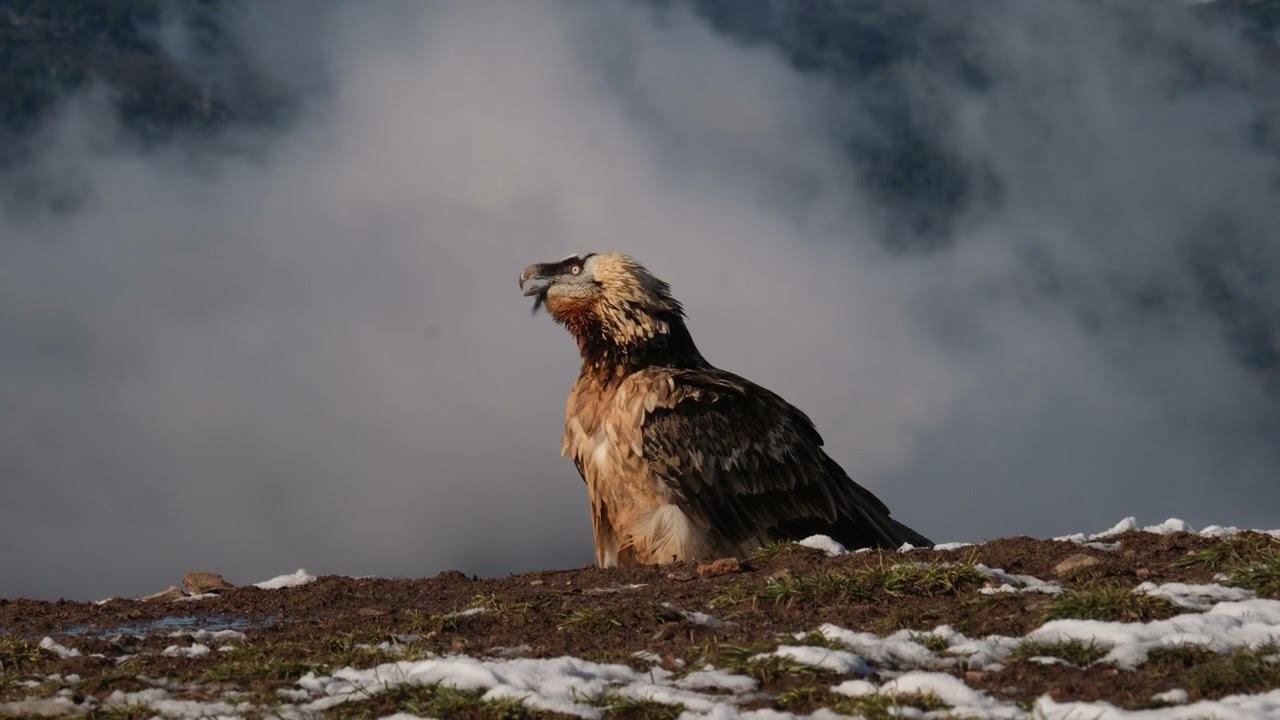Trencalòs – quebrantahuesos – bearded vulture – Gypaetus barbatus