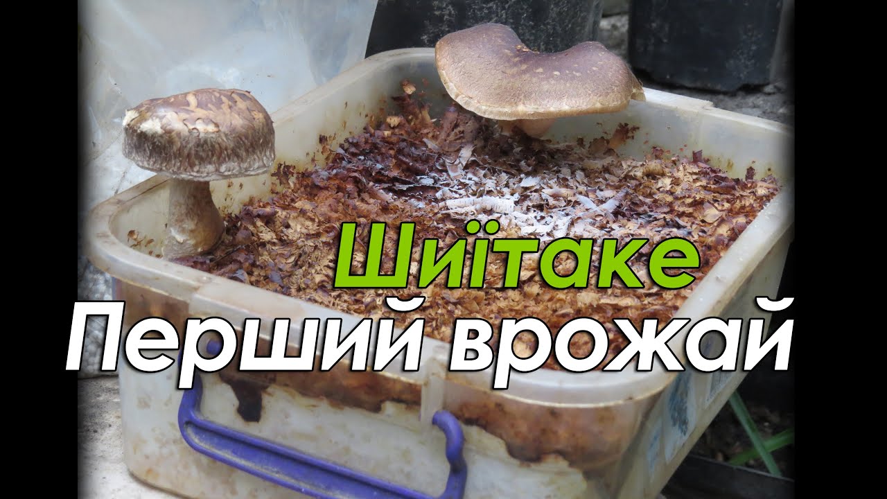 Шиїтаке. Перший врожай