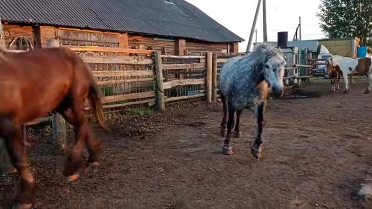 Жеребец целует Малышку
