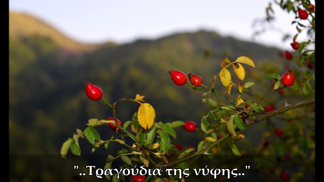 Θ. Μουστάκας & Π. Γιαννούλας | Πέρα στον πέρα μαχαλά - Ωραία είναι η νύφη μας {Της νύφης}