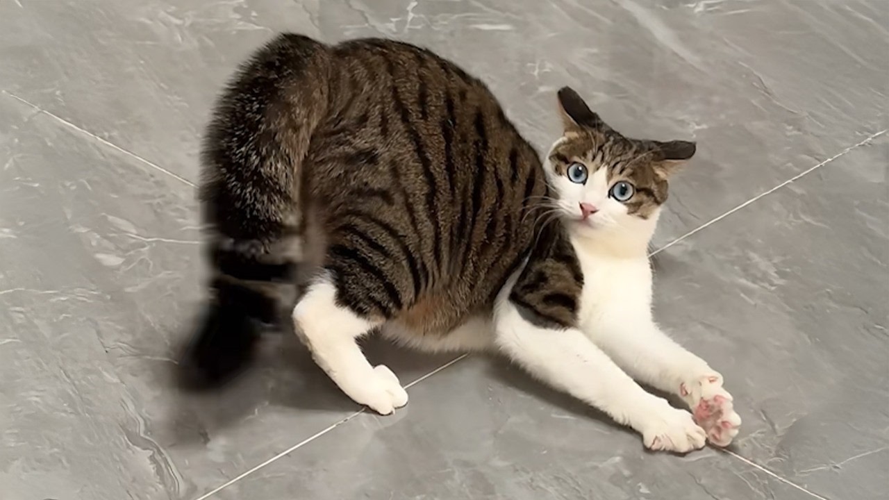 Cats Being Absolute CHAOS 😹 Funniest Cat Moments 2026 | Try Not To Laugh