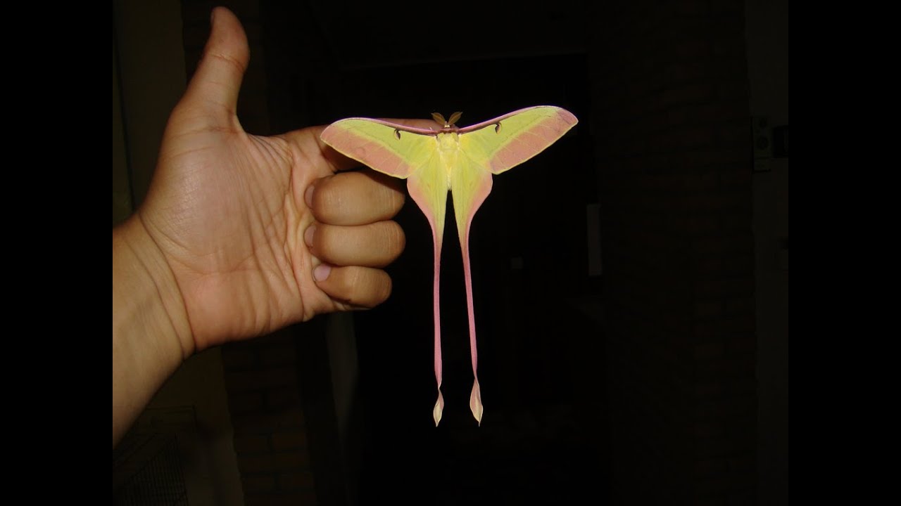 Vòng đời của Bướm Đêm Trung Hoa (Chinese Moon Moth life cycle)