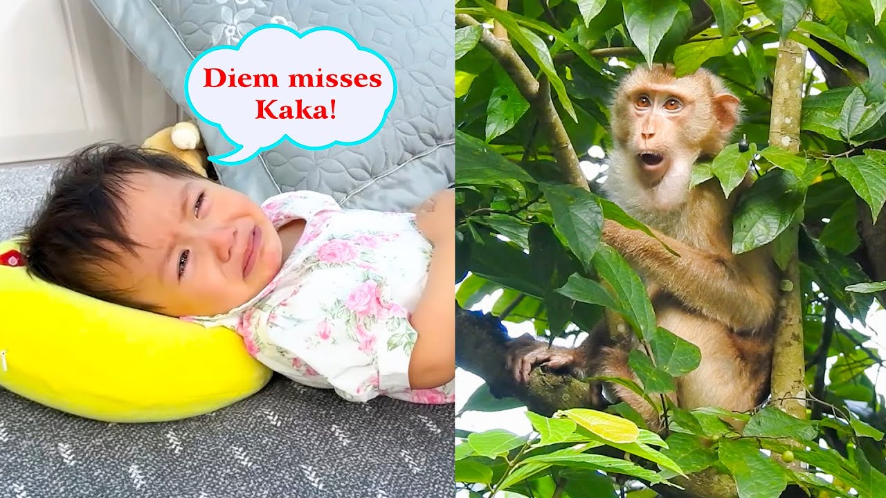 Diem was very sad and cried when the monkey Kaka went missing