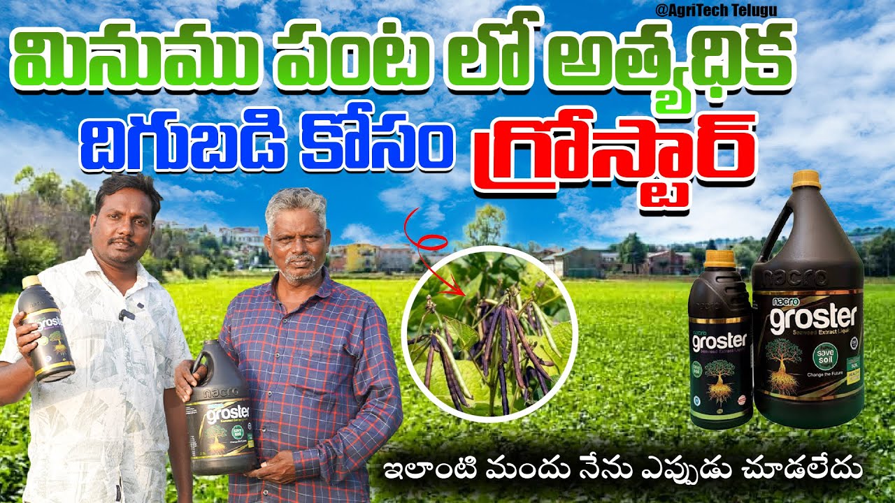 మినుము పంట లో అధిక పూత కాత తో పాటు మంచి దిగుబడి | Blackgame Farming | AgriTech Telugu