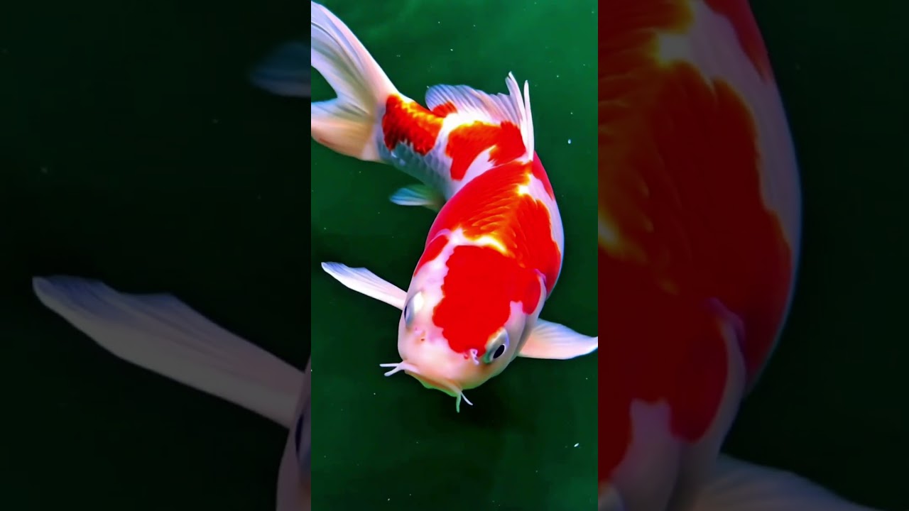 Monster Kohaku Koi Slayer &ndash; Flame of Elegance😘🐟