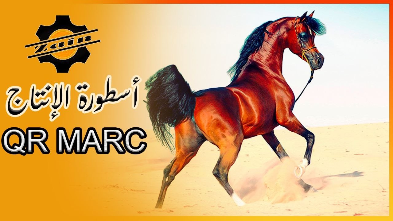 بطل العالم الأسطورة 🏆 كيو آر مارك 🏆 ابن الأسطورة مروان الشقب ابن الأسطورة غزال الشقب | QR MARC