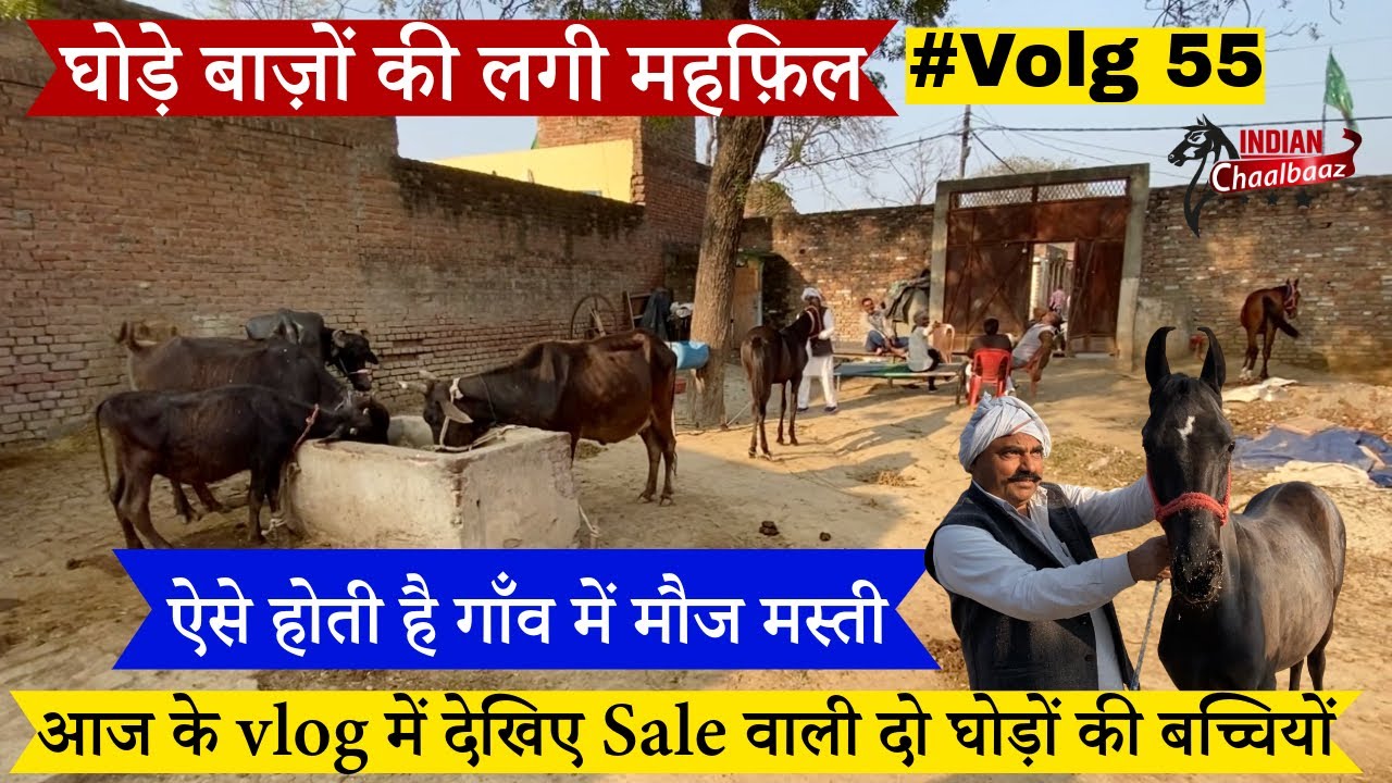 घोड़े बाज़ों की लगी महफ़िल आज के vlog में देखिए Sale वाली दो घोड़ों की बच्चियों #volg #dailyvlog