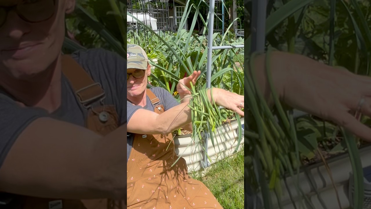 Why I grow hard neck garlic