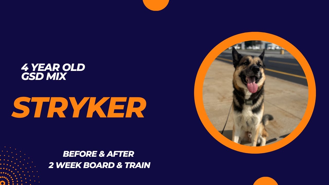 4 Year Old GSD Mix “Stryker” Before/After Video | 2 Week Board and Train | Erie