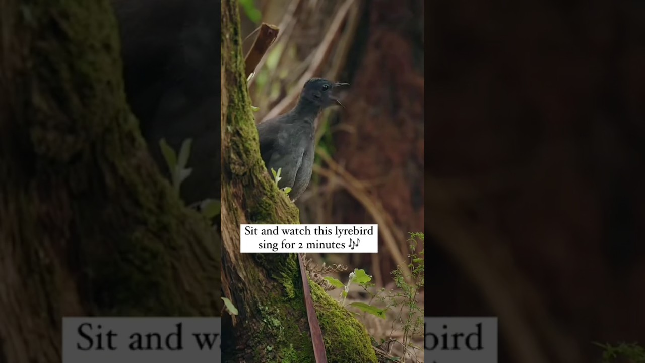 bird original sound wildlife 