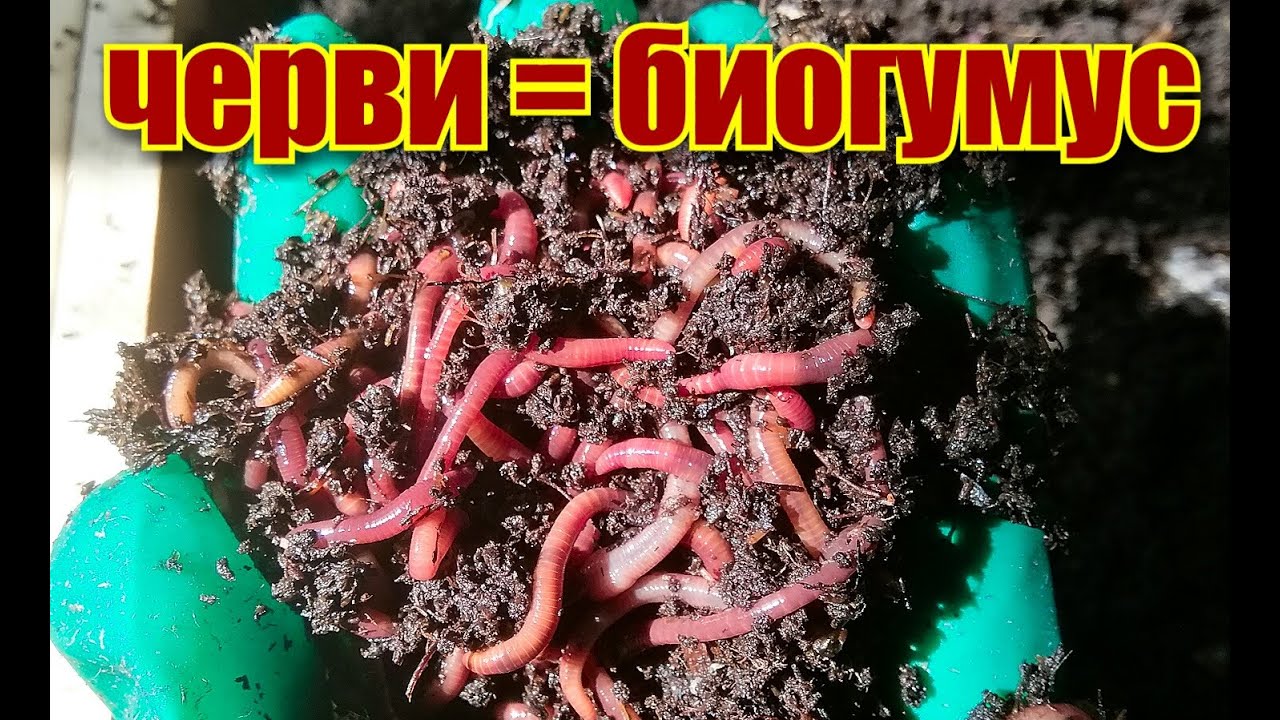 Как отделить червя СТАРАТЕЛЯ от БИОГУМУСА/ Корм для червей/#vermicompost #обретениезеленогопальца
