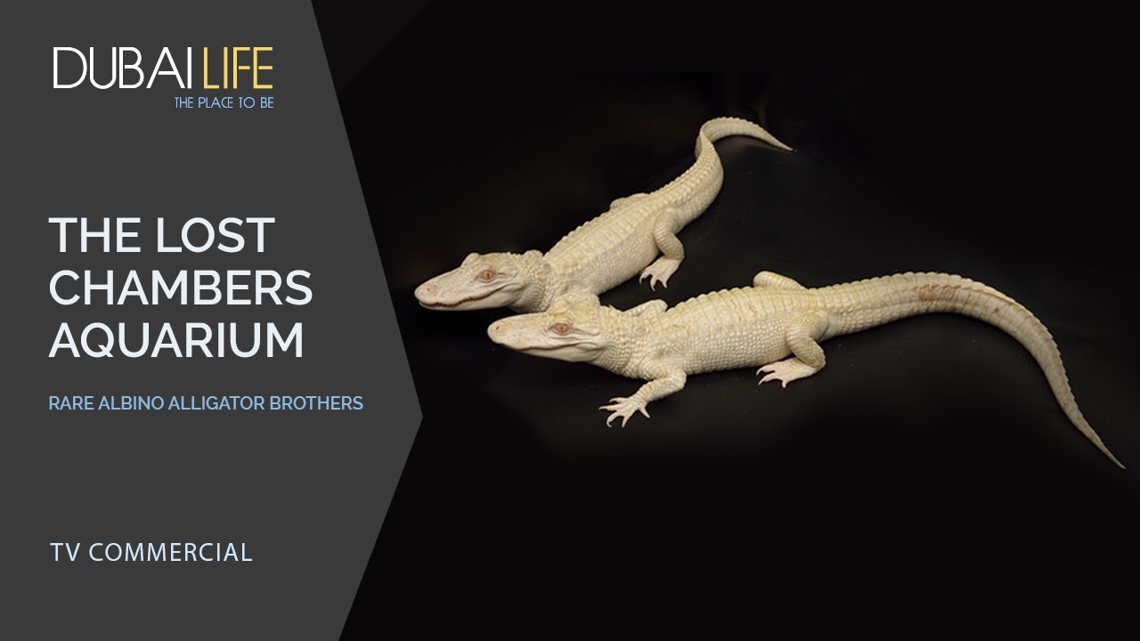 Rare albino alligator brothers - The Lost Chambers Aquarium