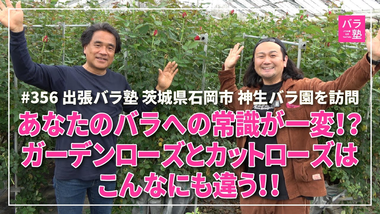 #356 出張バラ塾 茨城県石岡市 神生バラ園を訪問
