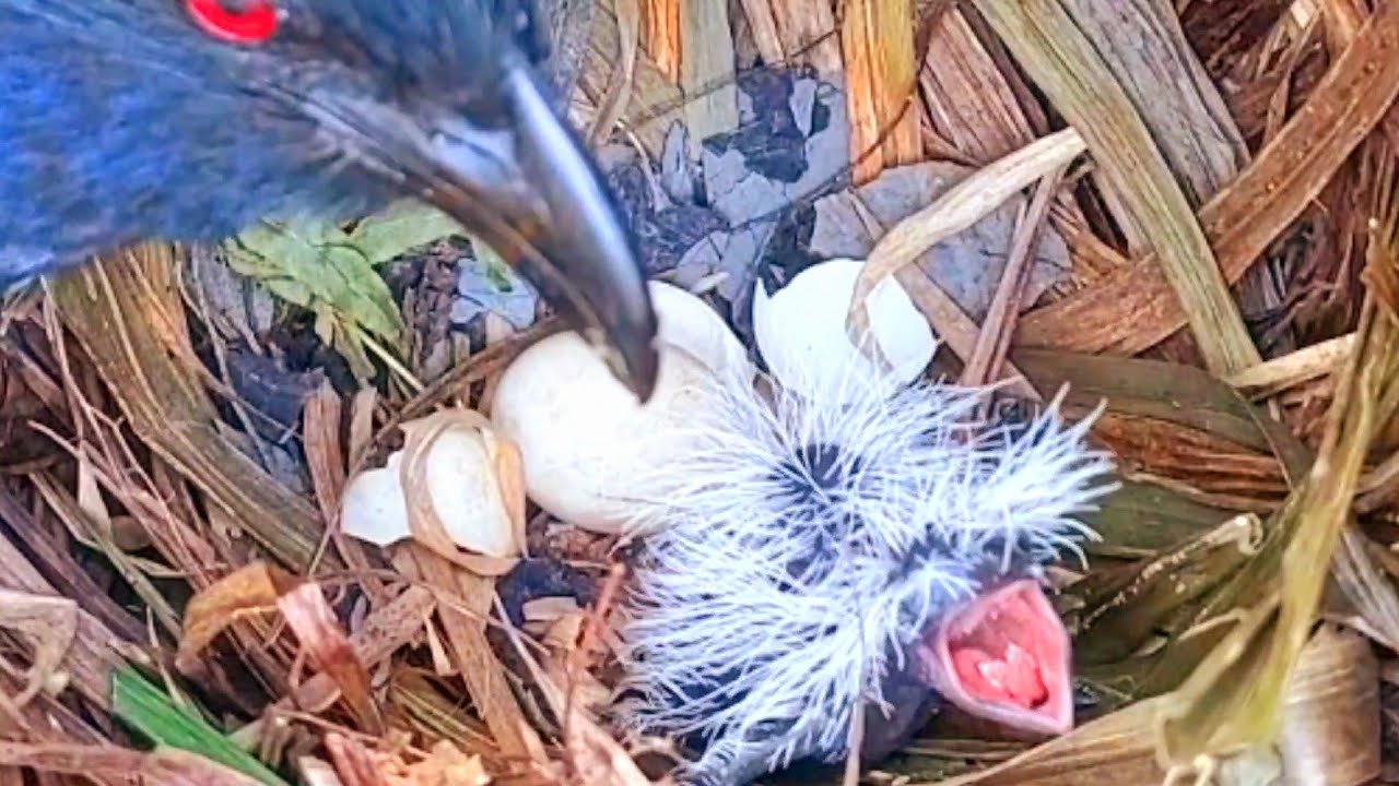 ANAK BURUNG BUBUT BARU KELUAR DARI TELUR SUDAH MINTA DI KASIH MAKAN