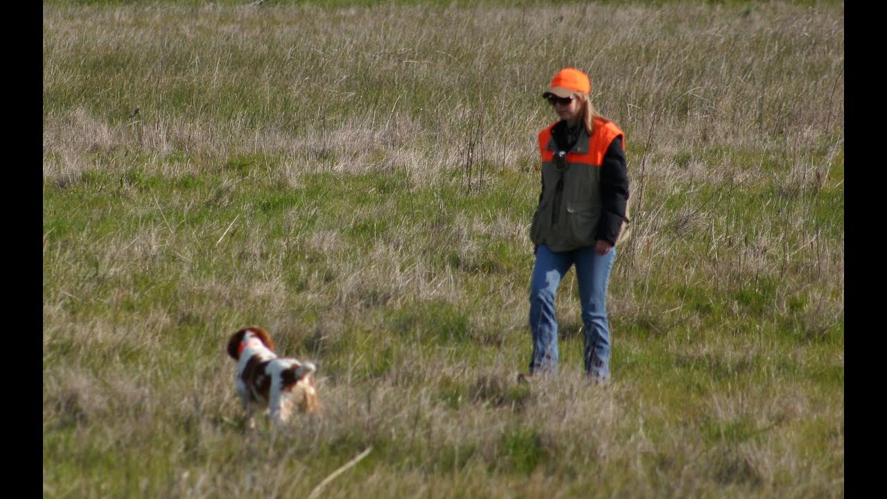AKC Pointing Dog Junior Hunt Test (Shawna First Run)