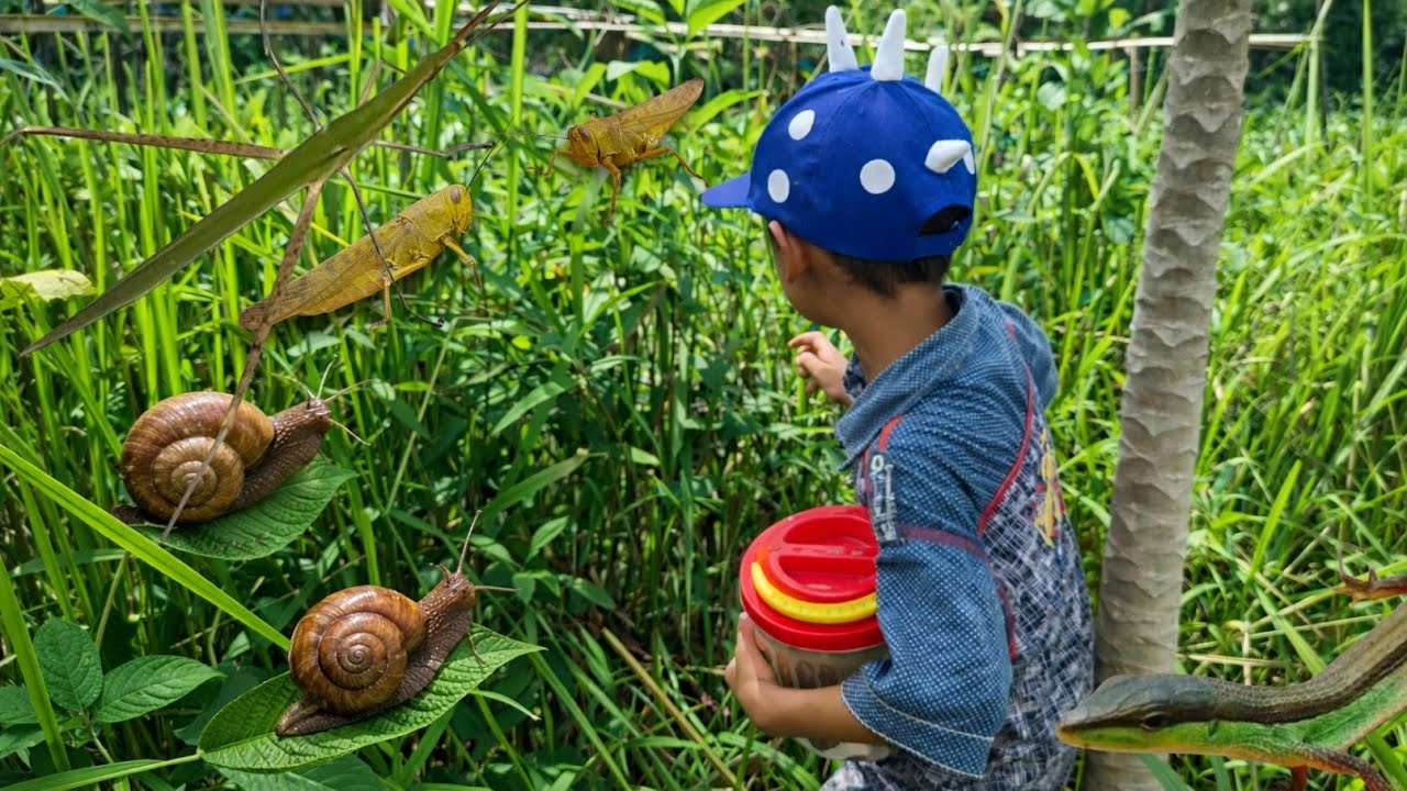 Menangkap belalang besar, menangkap bekicot,siput