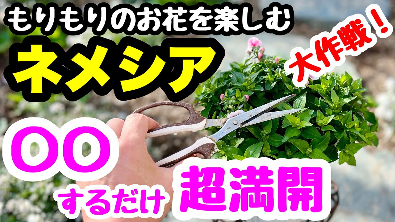 ◆○○するだけで【モリモリ超満開】ネメシア大作戦🌱