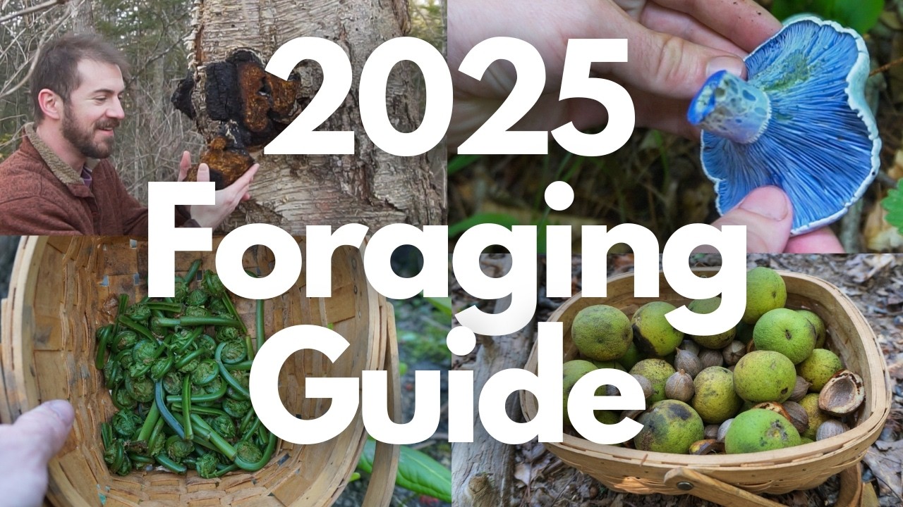 2025 Foraging and Identification to Mushrooms and Plants!