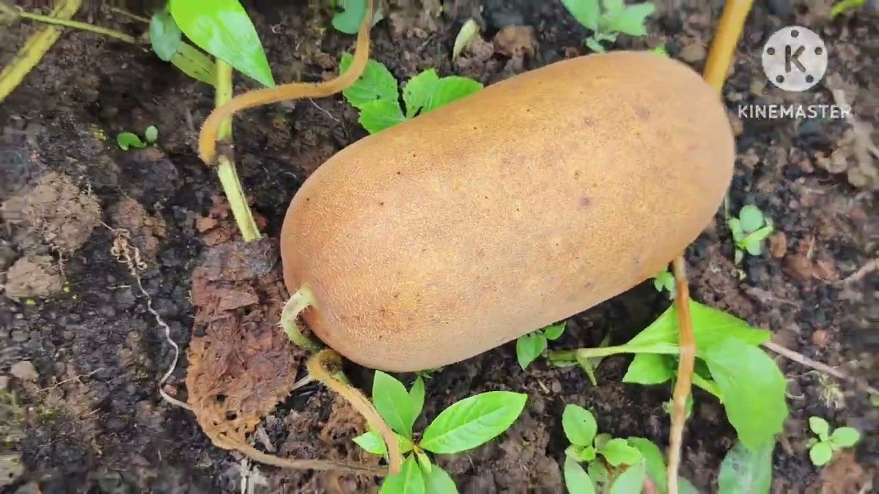 VAWIN LO  KAL NA
