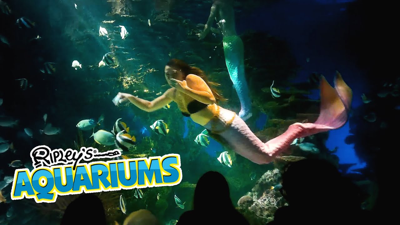 Mermaid Show at Ripley's Aquarium Gatlinburg, TN - 6/22/22