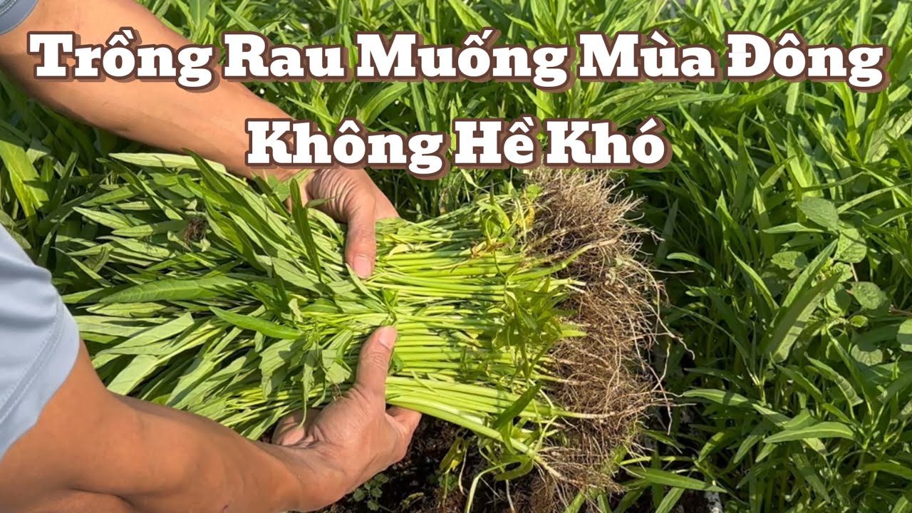 Trồng Rau Muống Mùa Đông, Không Hề Khó 