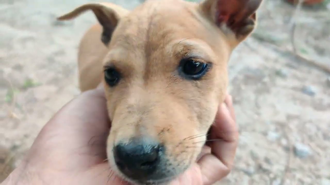 My little dog||My pets||Rural Pets,Ep1
