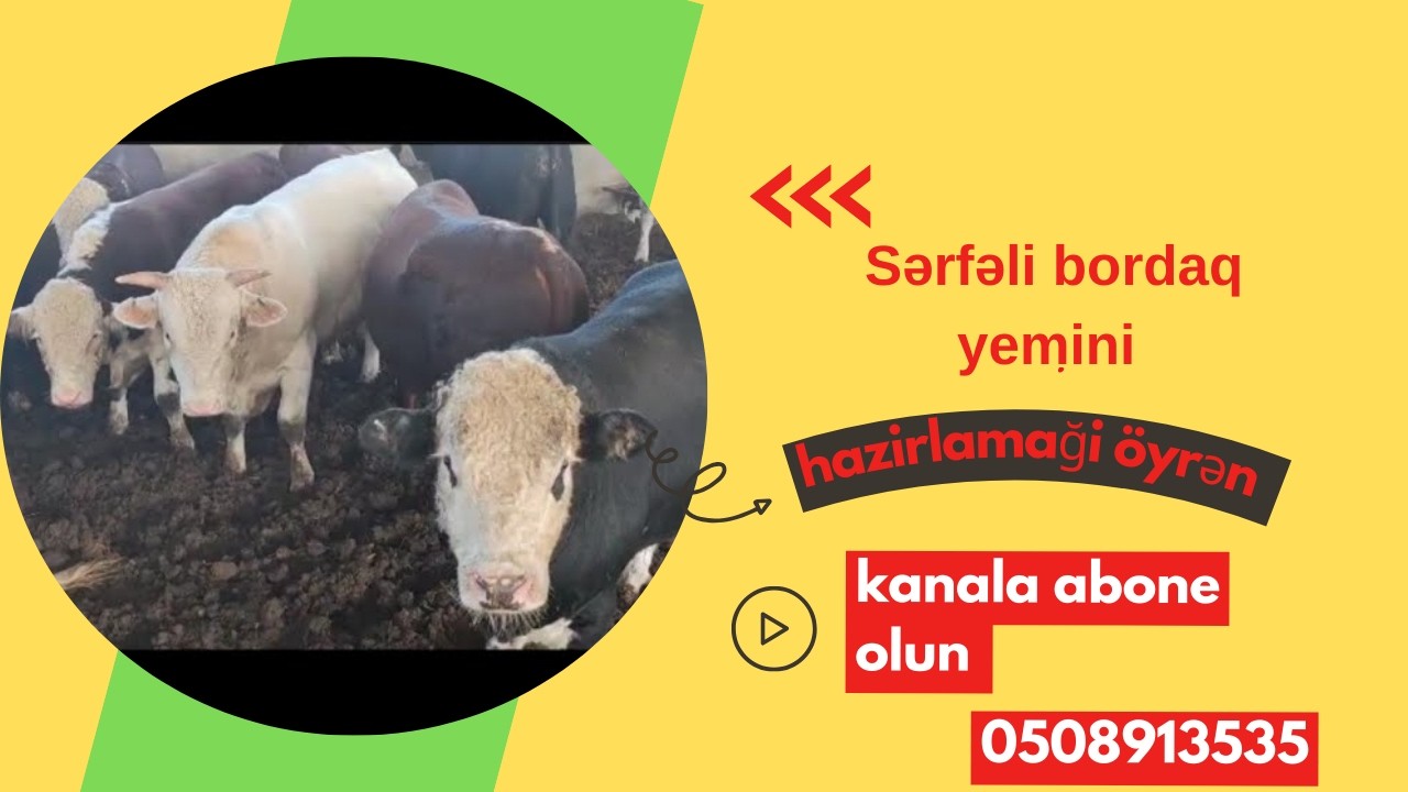 Bordaq Yemi Hazırlamaq! Cəmi 0.36 AZN-ə