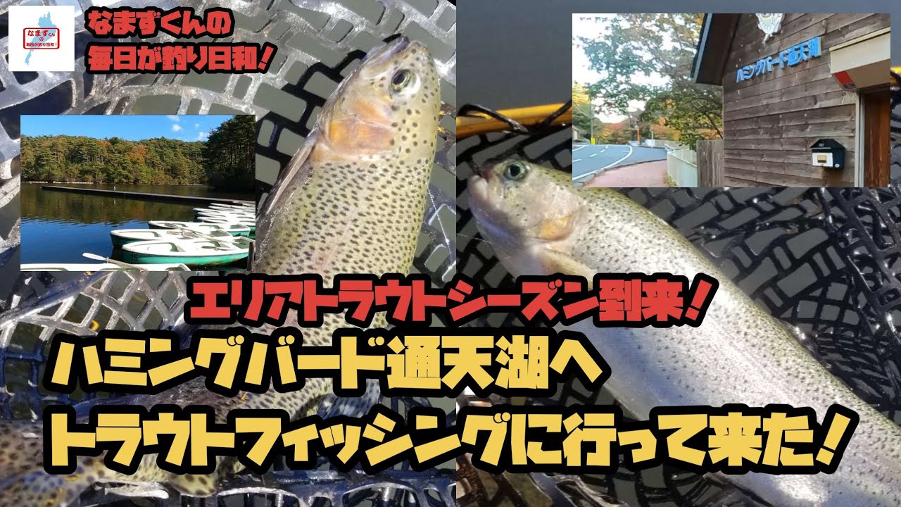 ハミングバード通天湖へトラウトフィッシングに行って来た！(なまずくんの毎日が釣り日和！)