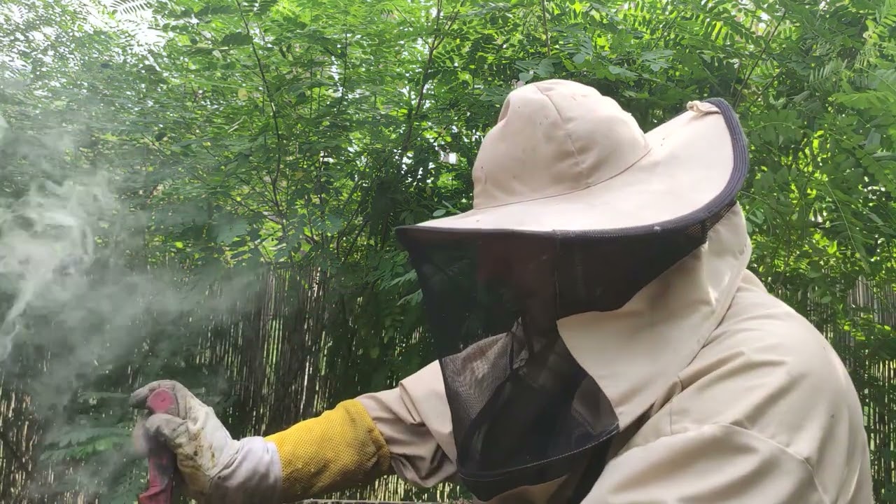 Pasieka BeeRoyal - mi&oacute;d? 60KG z ula cz.2 / honey? 60 KG from one hive part 2