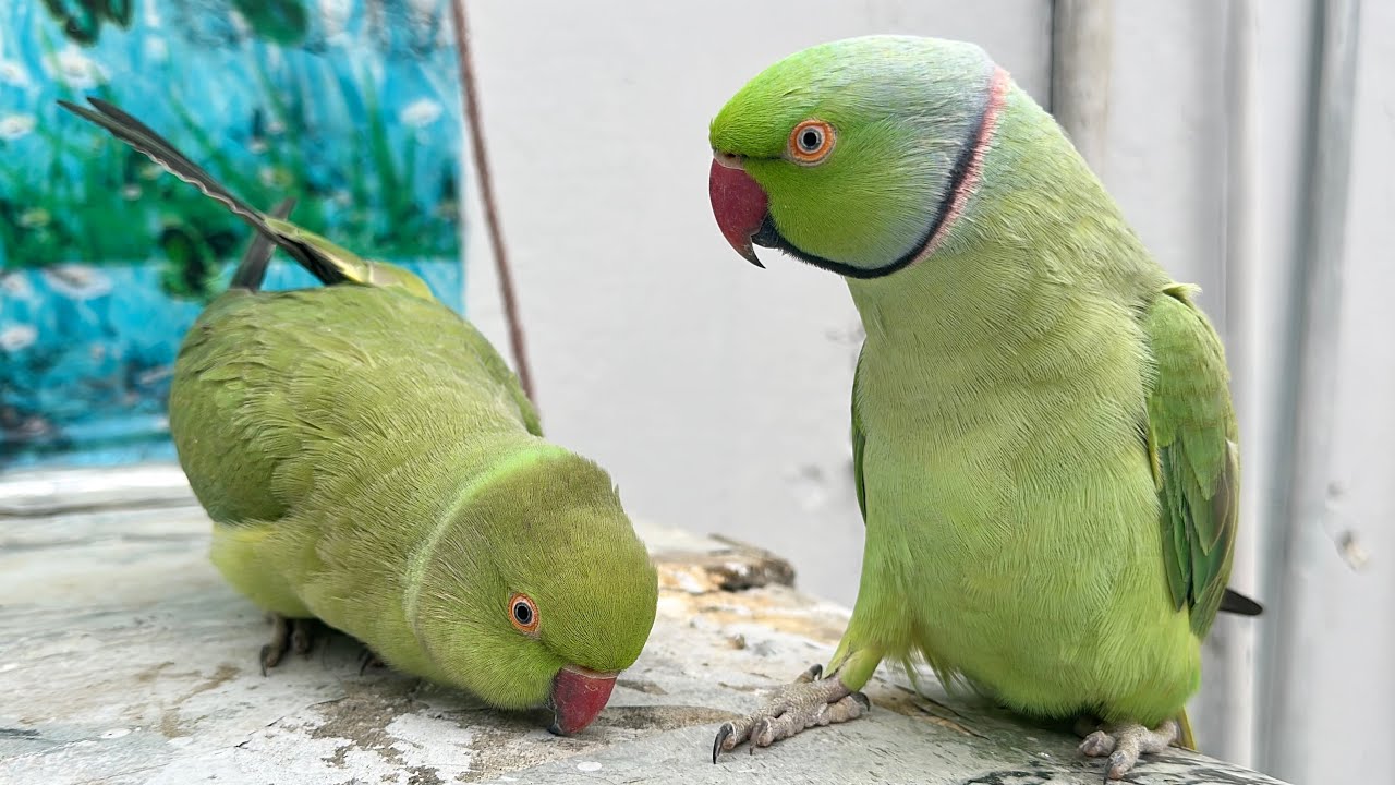 Parrot Saying Mithu Mithu | Parrot Talking Video 