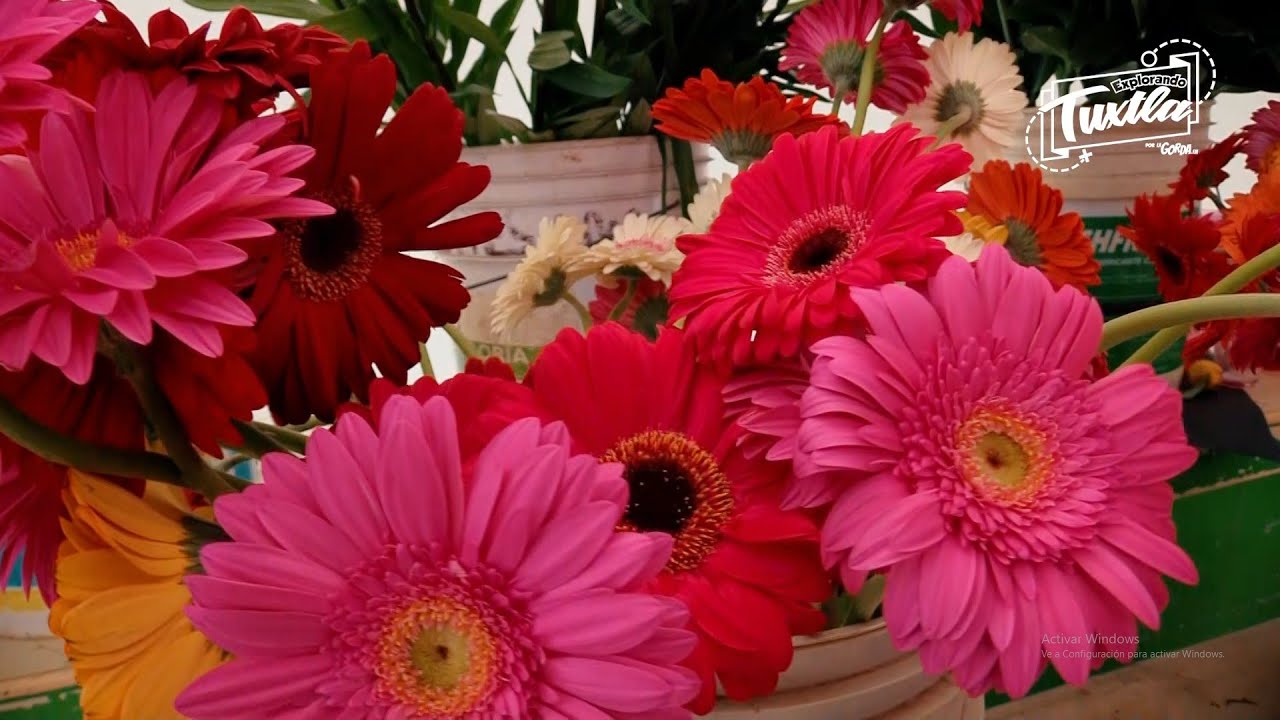Mercado 20 De Noviembre (Las Flores) en Tuxtla Gutiérrez