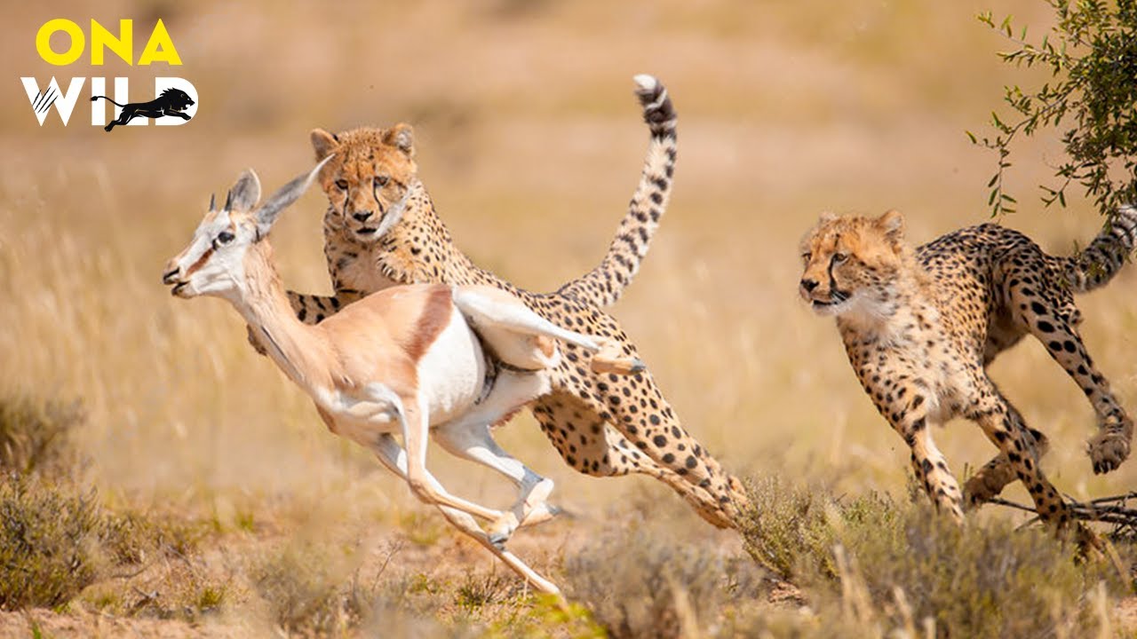 GUEPARDOS: Segredos Sombrios da Caçada Mais Mortal da Savana | #AnimaisSelvagens
