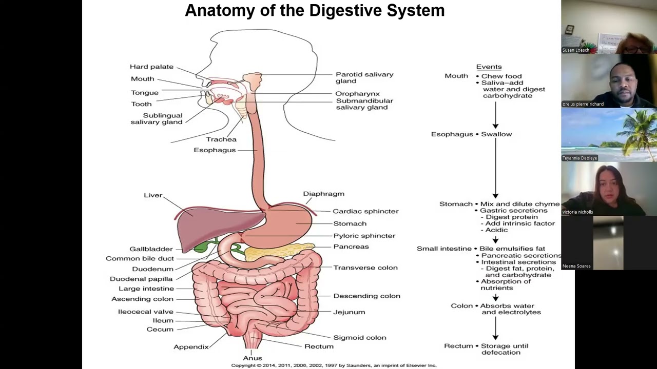 Digestive 1 21 26