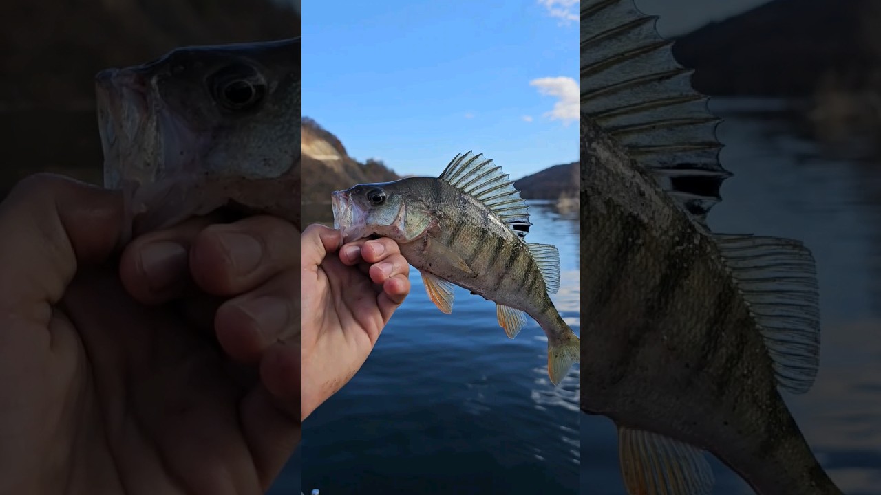 Perfect Color Perch Biban #fishing #fish