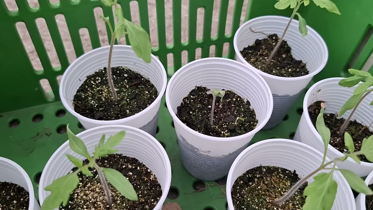 Tomates após 13 dias da semeadura