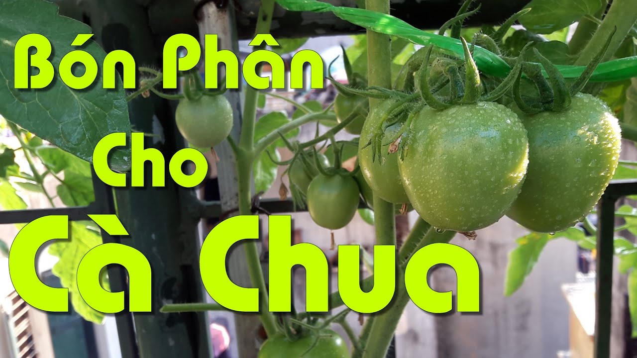 Bón Phân Cho Cà Chua Sai Quả Từ Gốc Đến Ngọn, Không Bị Nứt Quả Và Thối Đen Quả.