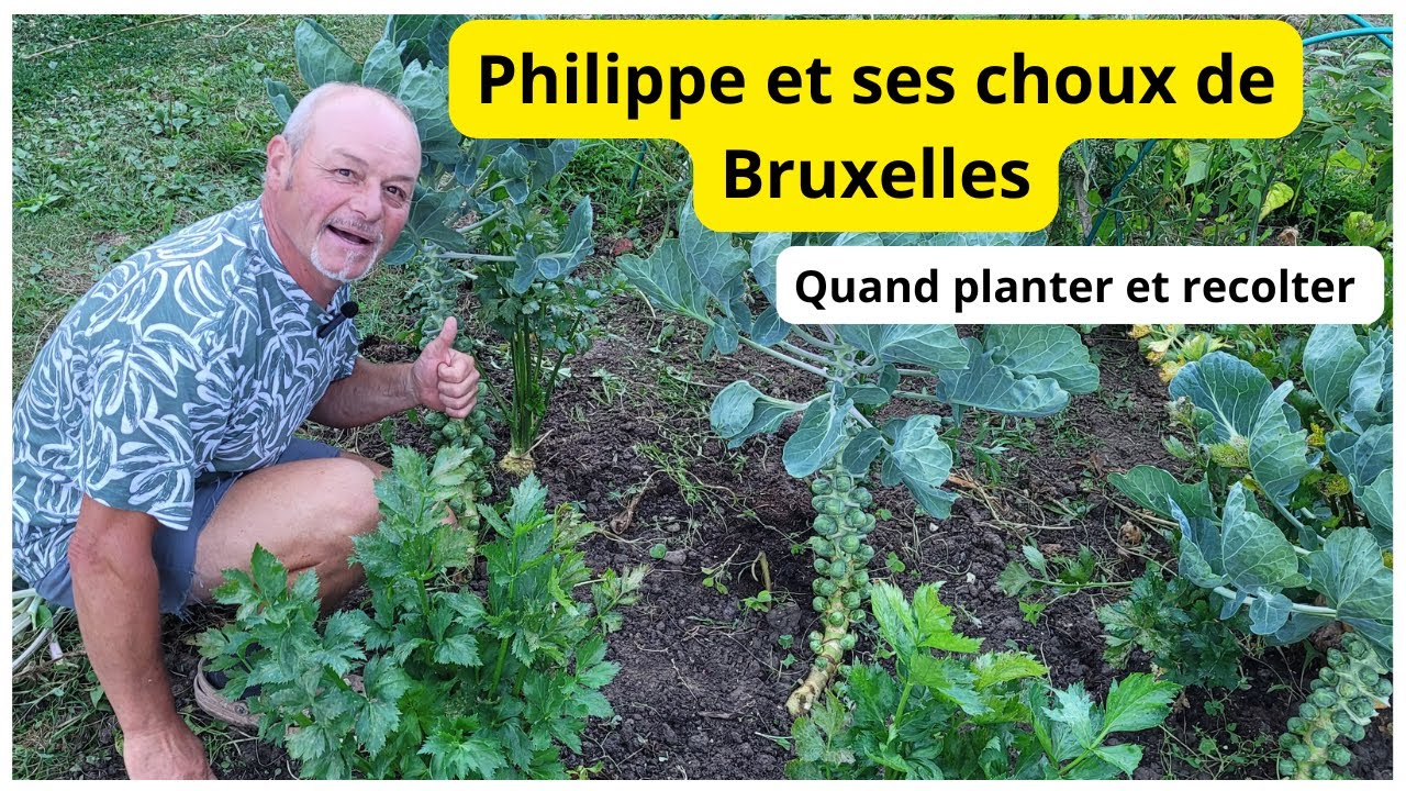 Les choux de bruxelles : bien planter et les réussir au jardin