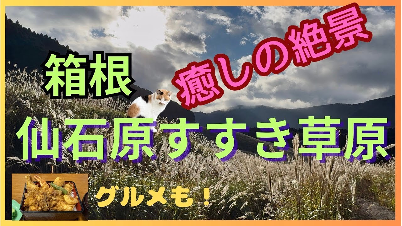箱根の幻想的 絶景！”すすき＆雲海”  小田原グルメも！