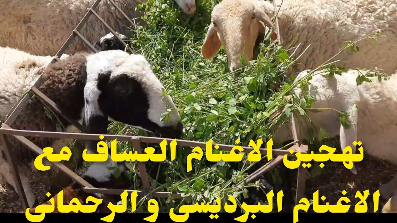كيف تهجن الاغنام العساف مع الأغنام الرحماني و البرقي و الاوسيمي و البرديسي