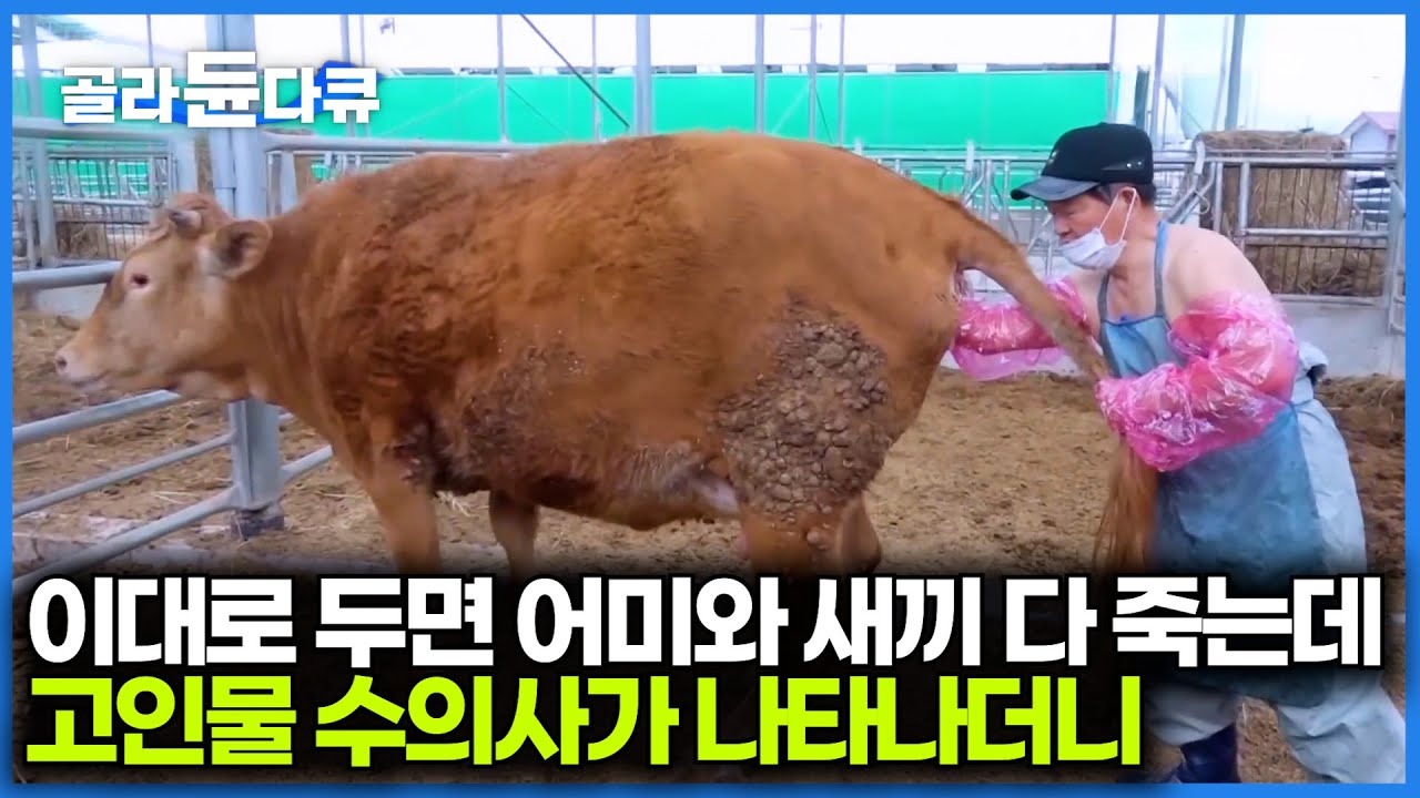 사명감 없으면 절대 못하는 직업. 대동물 수의사 24시｜아파도 말 못하는 소 심정을 단번에 알아본 명의｜극한직업｜#골라듄다큐