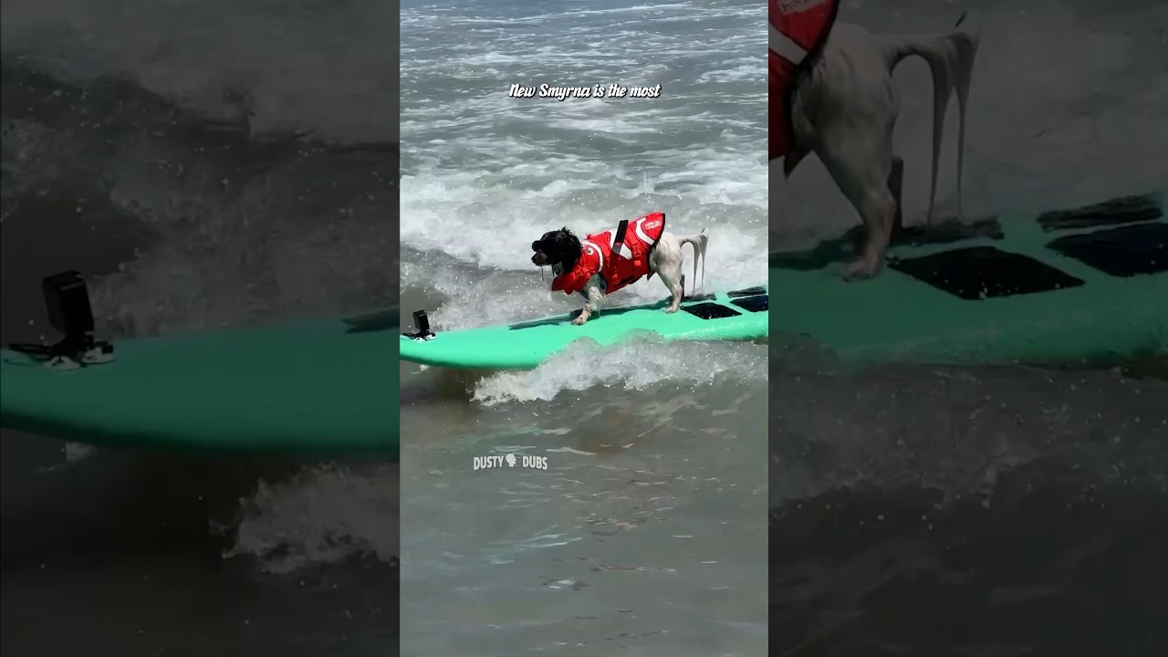 🏄 🎶 Every Puppy&rsquo;s Gone Surfin&rsquo; / East Coast Dog Surfing Festival #shorts