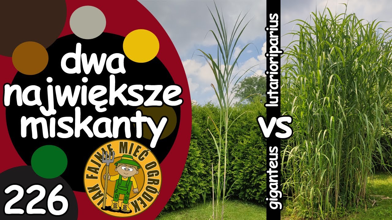 #226 Jak rosną największe miskanty na świecie? Miscanthus lutarioriparius vs Miscanthus giganteus!