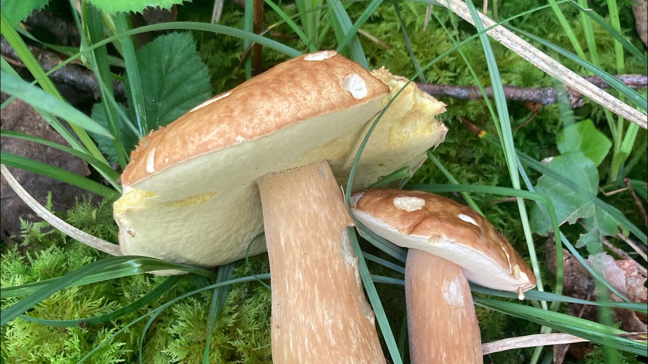 Premiers cèpes / girolles et champignons des pres