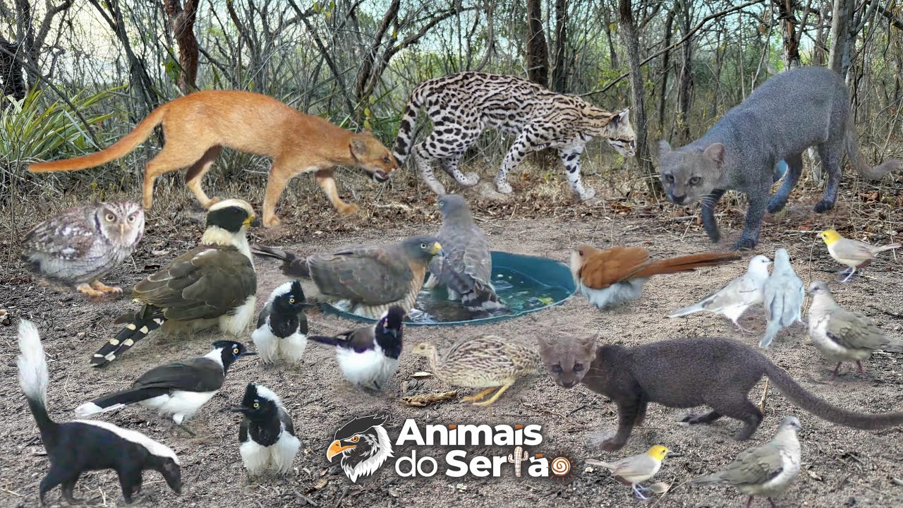 DEU TRETA ENTRE ANIMAIS NO BEBEDOURO POR CAUSA DA ÁGUA