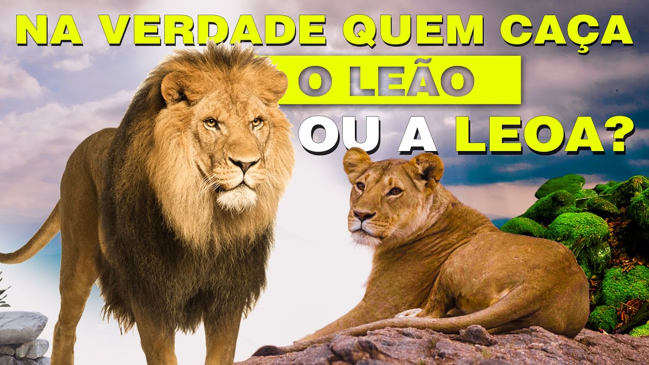 Quem caça, o Leão ou a Leoa?