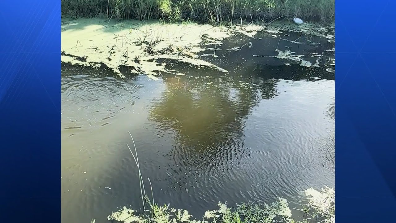 Frequently spotted crocodile kills pet in Brevard County